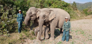 Centre de conservation des éléphants - Laos